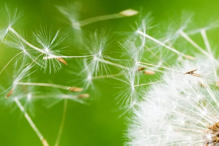 Dandelion seed heads against a green background, a hay fever motif