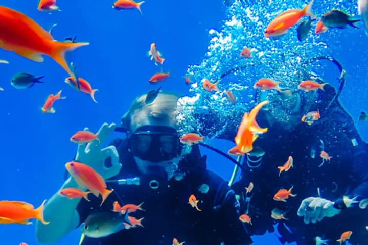 Scuba diver surrounded by orange reef fish