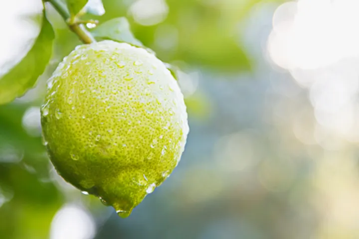 Green lime with water droplets hanging on a branch